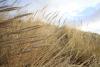 Dune Grass