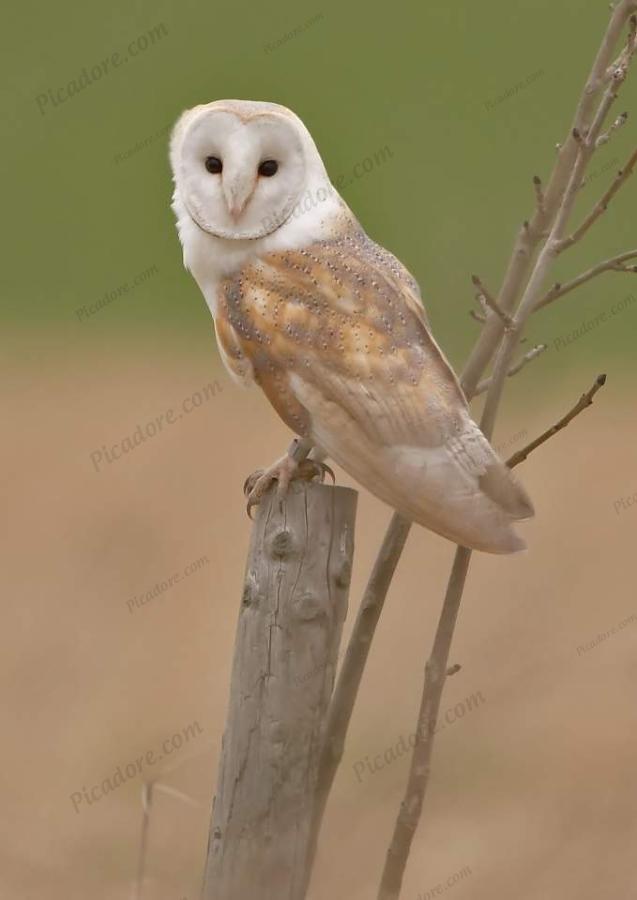 Barn Owl Large Version