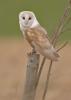 Barn Owl