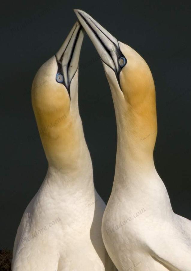 Glorious Gannets Large Version