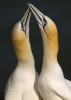 Glorious Gannets