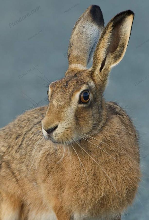 Curious Hare Large Version