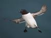 Razorbill