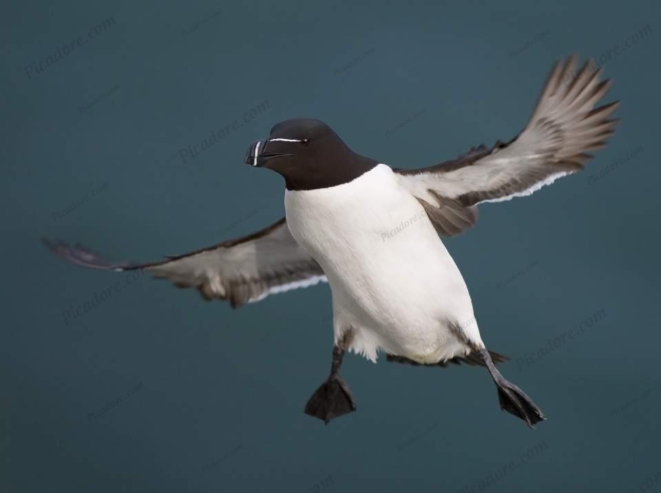 Razorbill Large Version