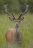 Red Deer