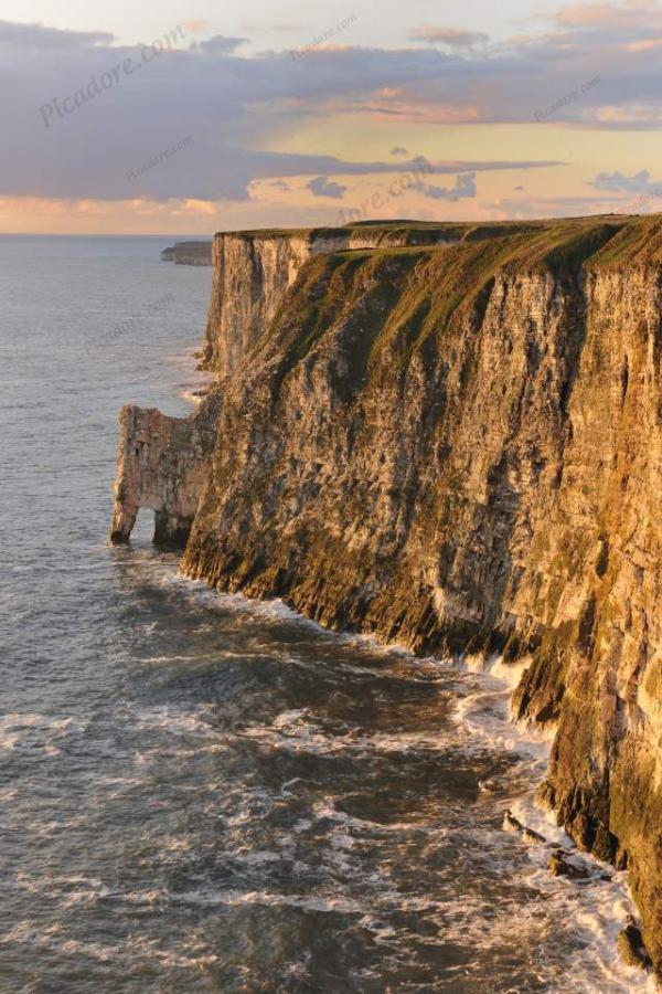 RSPB Bempton Cliffs Large Version