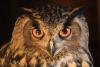 Eagle Owl