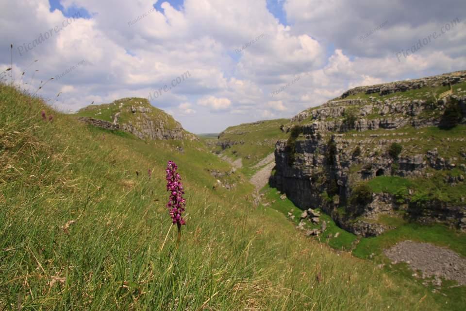 Gordale Scar with Orchids Large Version