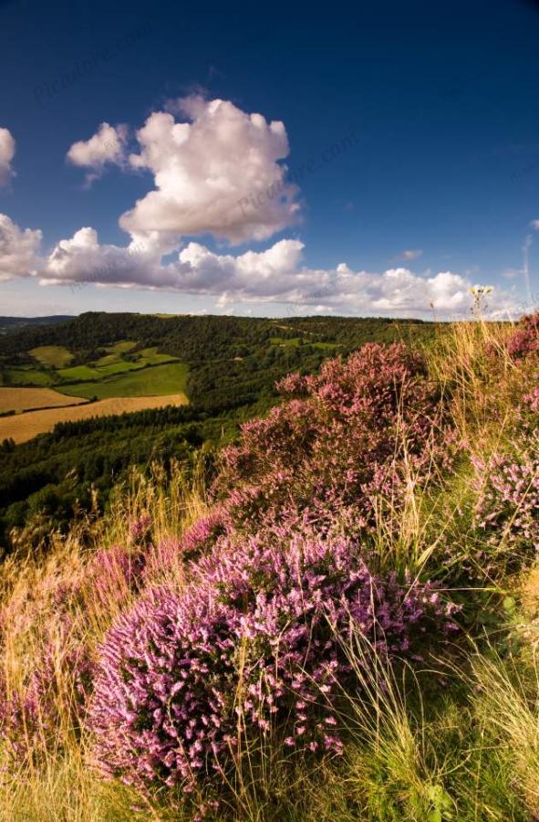 Purple Heather on Sutton Bank Escarpement (02539e-ny) Large Version