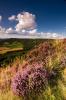 Purple Heather on Sutton Bank Escarpement (02539e-ny)