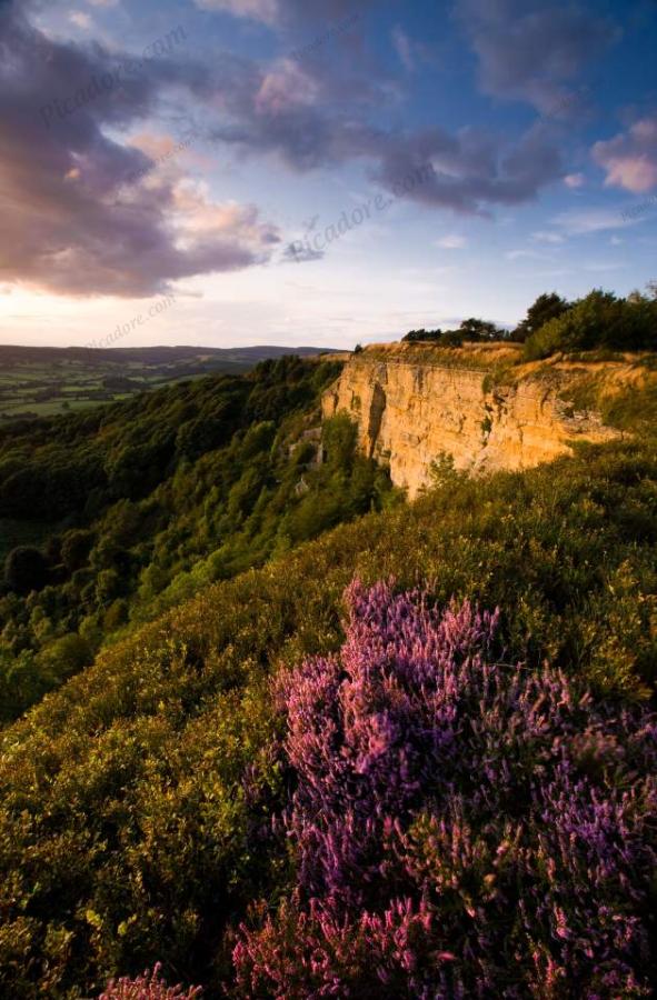 Purple Heather on Sutton Bank Escarpement (02546e-ny) Large Version