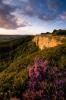 Purple Heather on Sutton Bank Escarpement (02546e-ny)