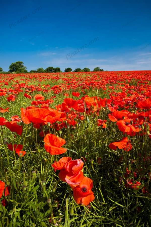 Red Poppy field near Scarborough.(04683e-ny) Large Version