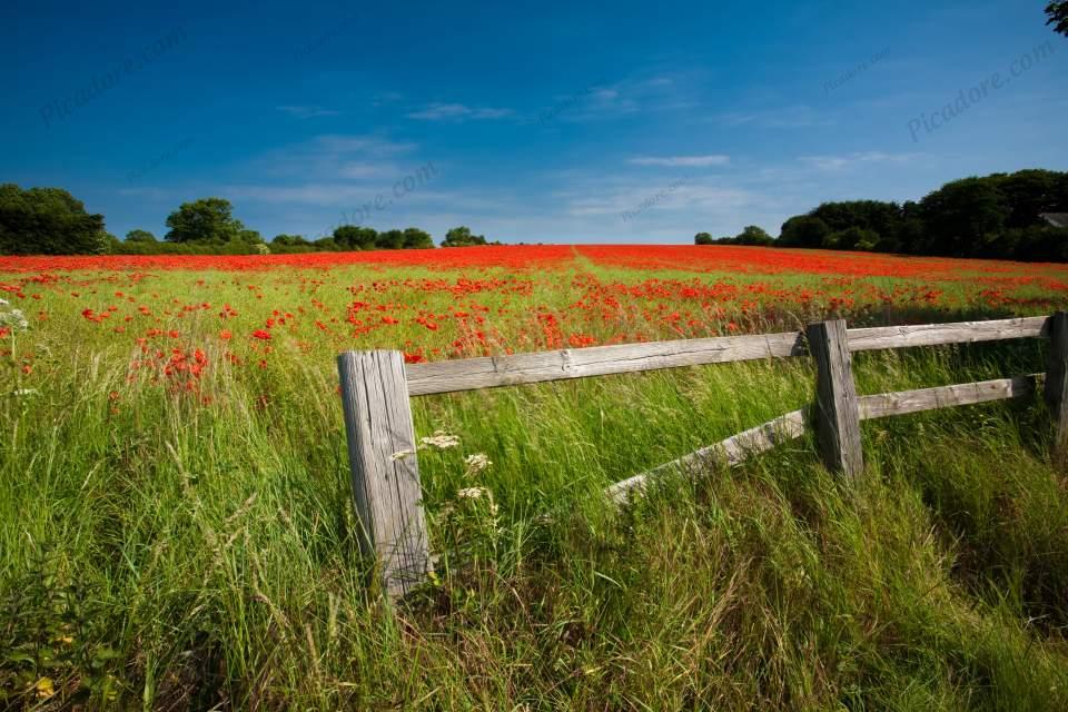 Red Poppy field near Scarborough. (04685e-ny) Large Version