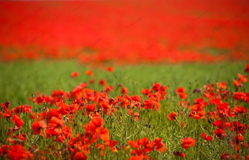 Red Poppy field near Scarborough. (04689e-ny) Large Version