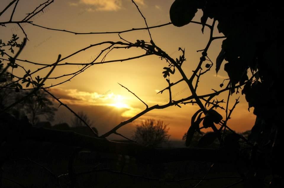 Hedgerow Sunset Large Version