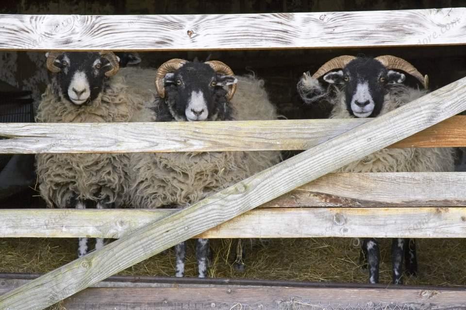 Moorland Sheep (D10496M) Large Version