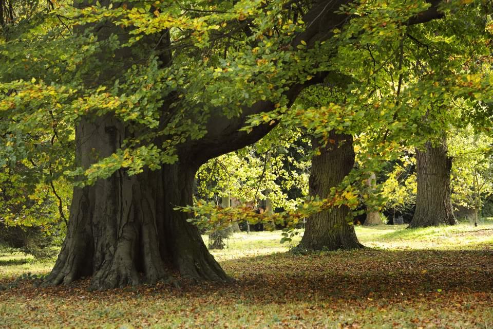 Forest Beech Trees (D13868M) Large Version