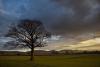 Tree and Cleveland Hills (D17763Y)