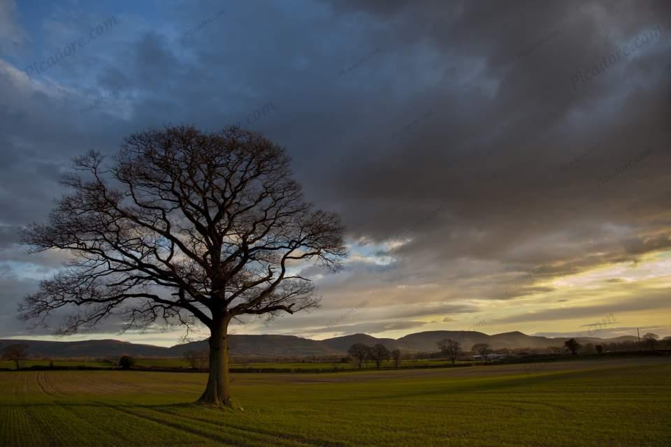 Tree and Cleveland Hills (D17763Y) Large Version