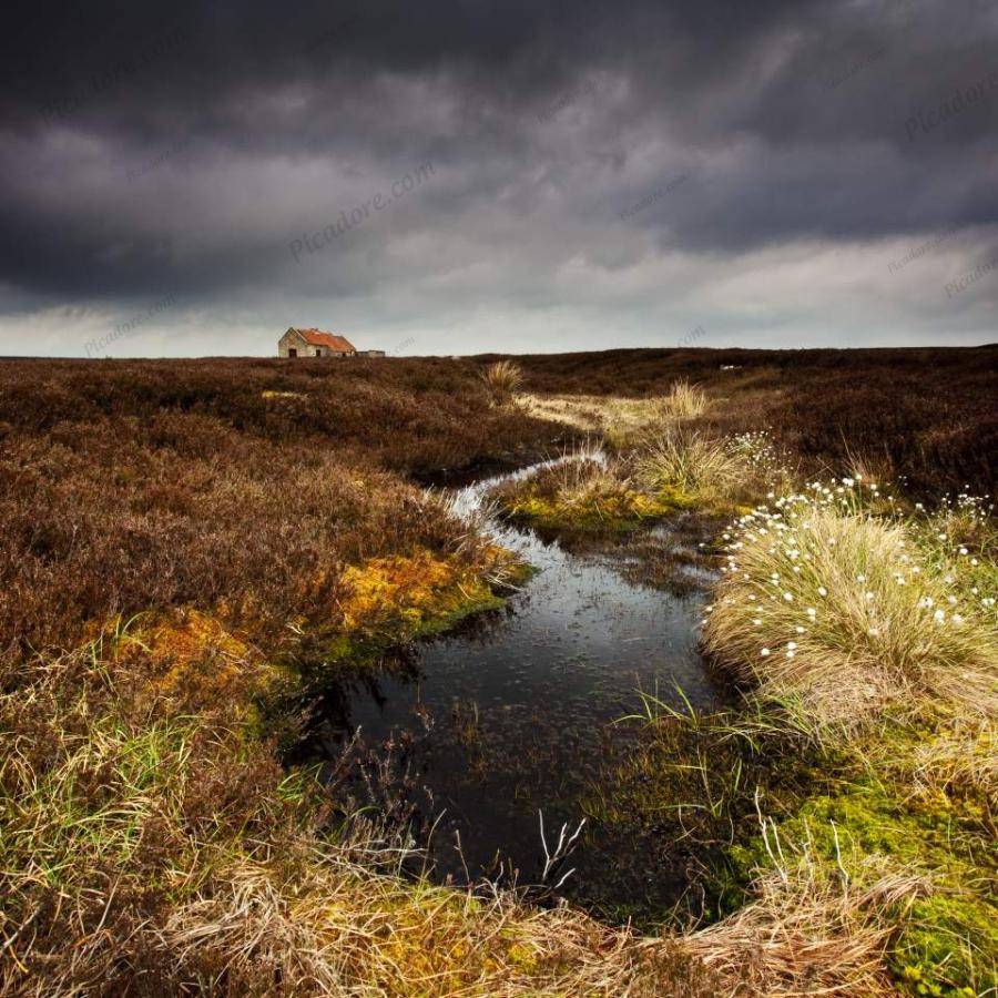 Egton Moor in Winter (D17979Y) Large Version