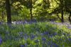 Bluebell Wood (D18015M)