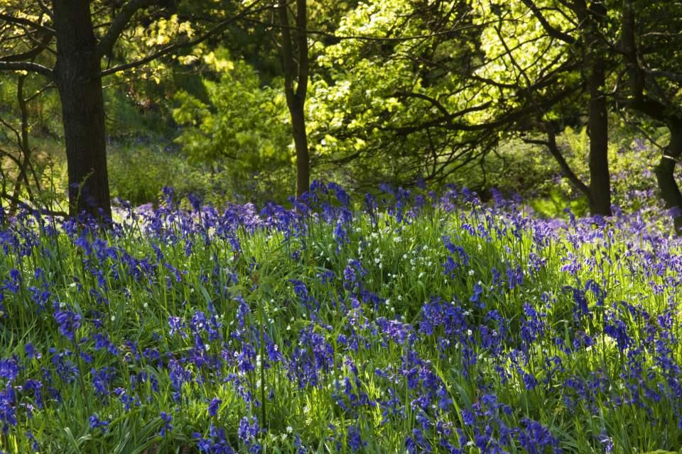 Bluebell Wood (D18015M) Large Version