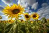 Sunflowers (D18600M)