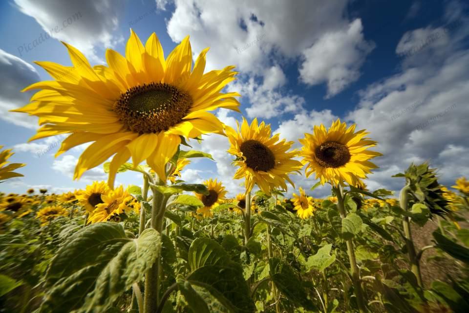 Sunflowers (D18600M) Large Version