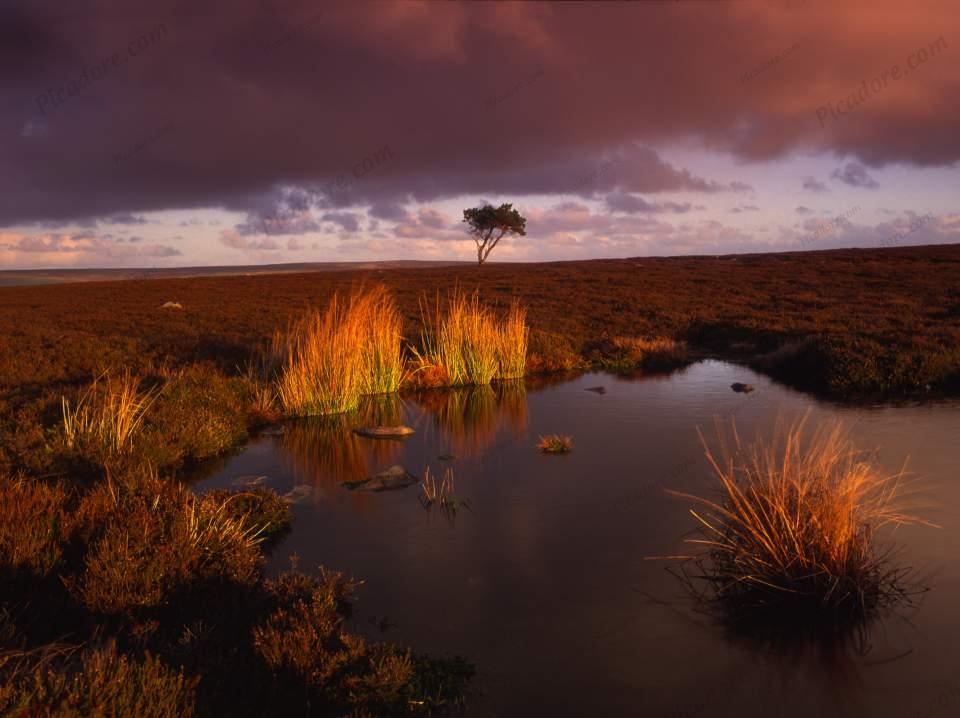 Peat Bog, Egton Moor (KY5398) Large Version