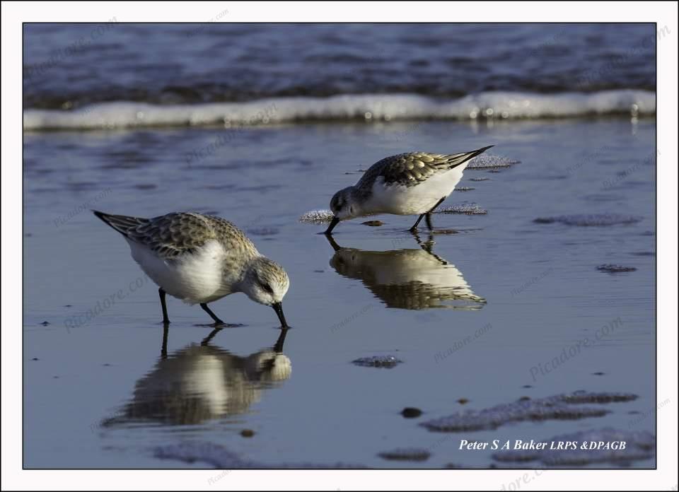 Sandpipers Large Version