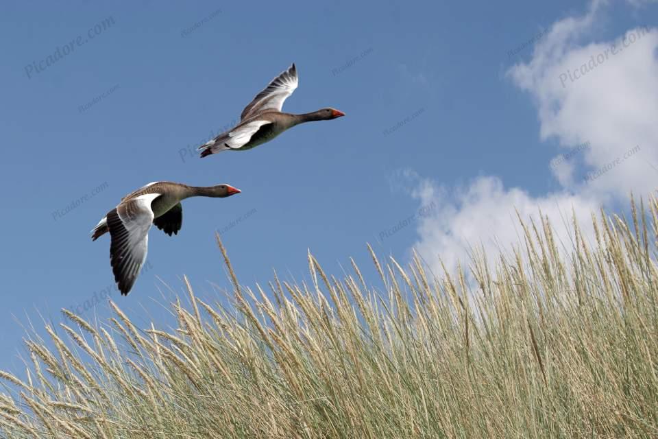 Brent Geese in Flight Large Version