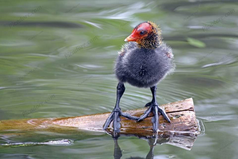 Cute Coot Chick Large Version