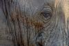 Elephant Close Up