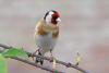 Goldfinch