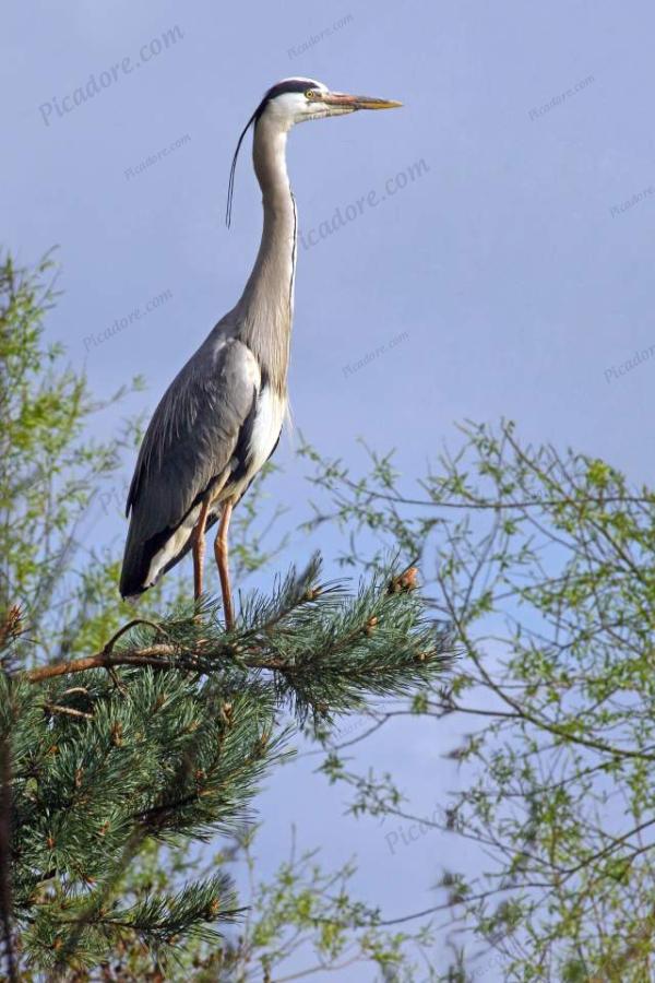 Grey Heron Roost Large Version