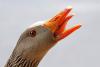 Greylag Close Up