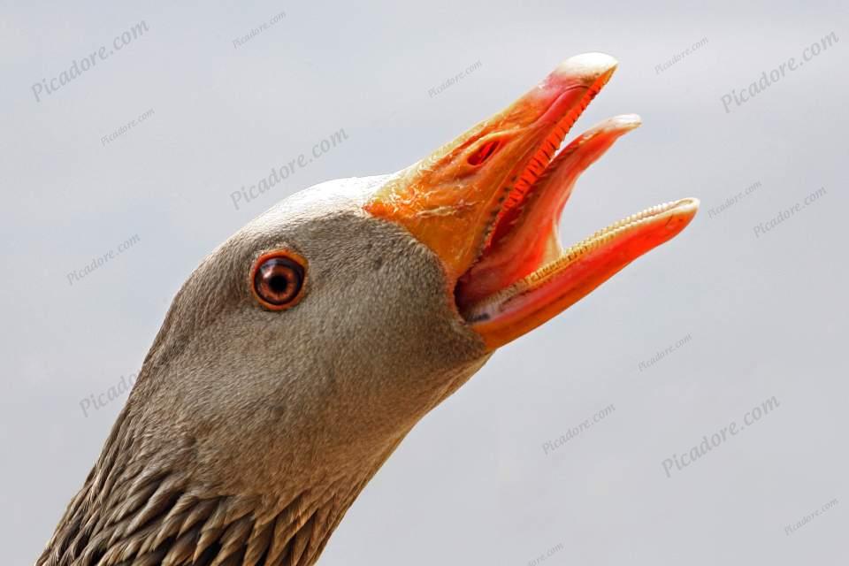 Greylag Close Up Large Version