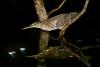 Heron Reflection & Floating Feathers