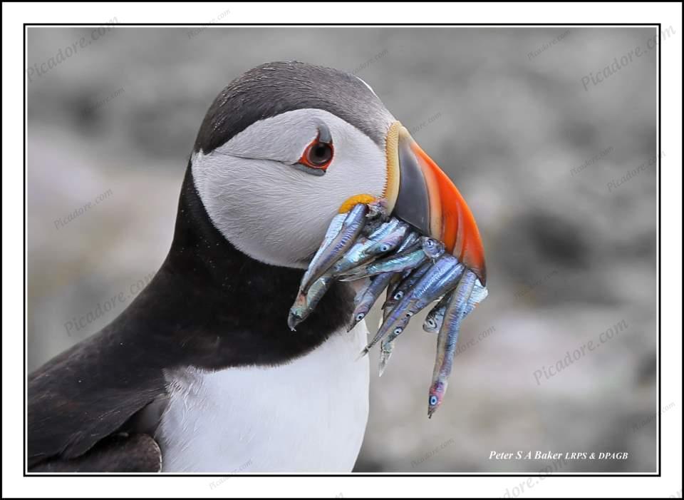 Puffin & Sand Eels Large Version