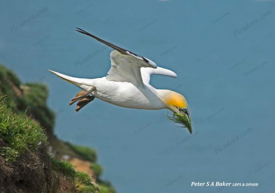 Gannet with nesting materal Large Version