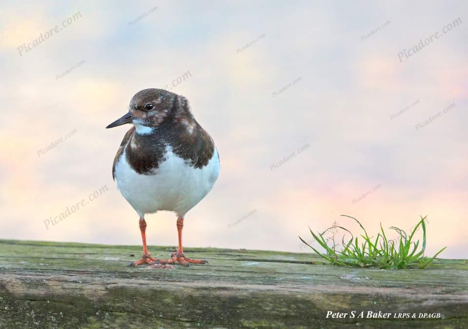 Turnstone Large Version