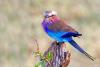 Lilac Breasted Roller