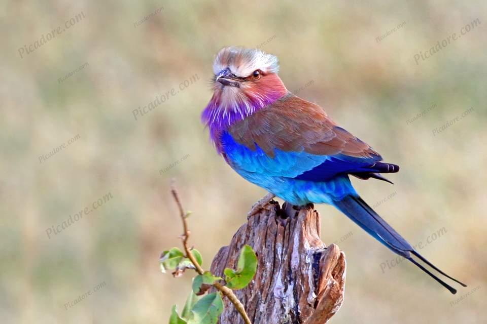 Lilac Breasted Roller Large Version