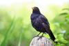 Male Blackbird