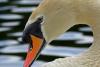 Mute Swan Close Up