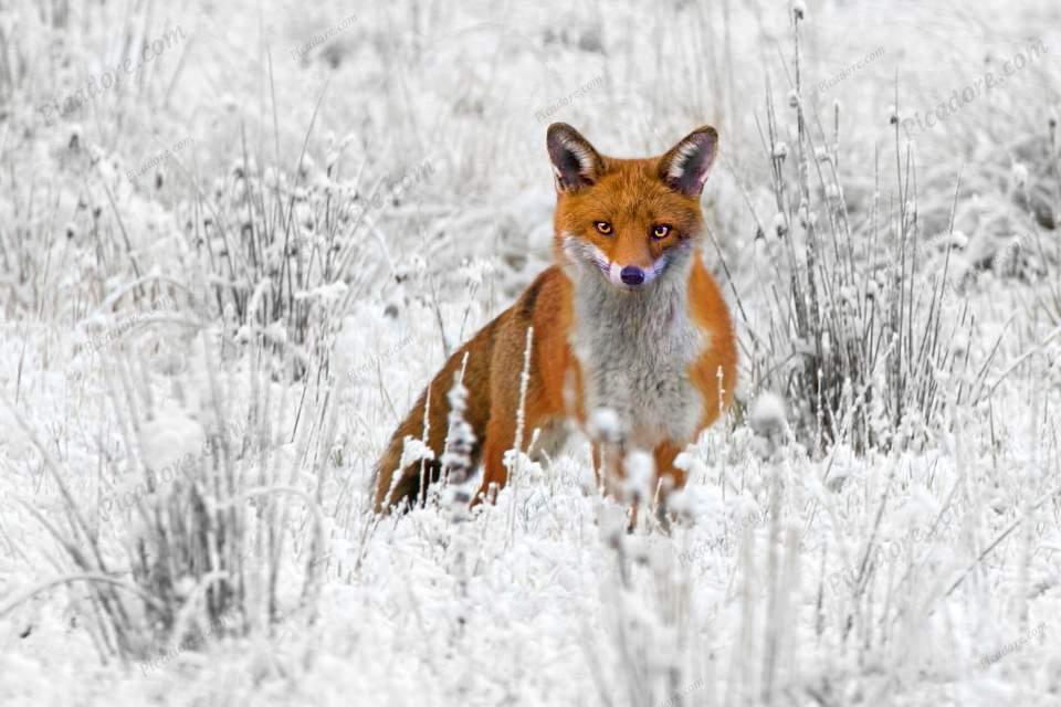 North Yorkshire Fox Large Version