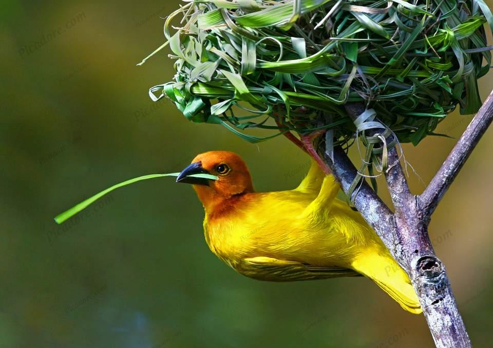 Palm Weaver Bird Large Version