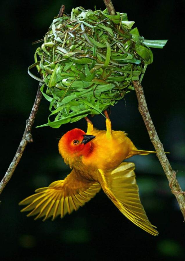 Palm Weaver Displaying Large Version