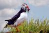 Puffin in the Grass